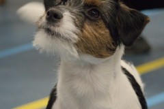 Foto-15-Middel