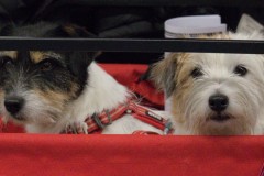 Foto-8-Middel